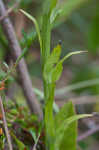 White fringed orchid